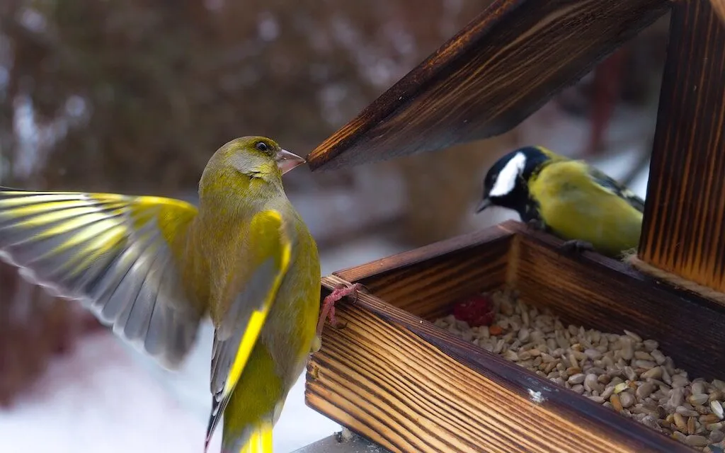 Dokarmianie ptaków – o czym należy pamiętać?