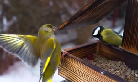 Dokarmianie ptaków – o czym należy pamiętać?